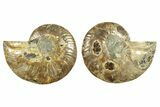 Cut & Polished, Agatized Ammonite Fossil - Madagascar #263295-1